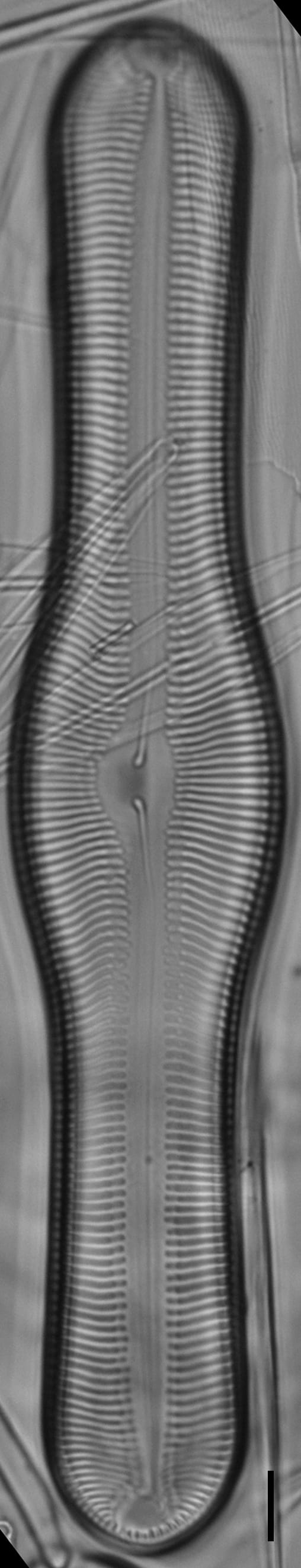 Pinnularia pulchella ANSP BOY426 2