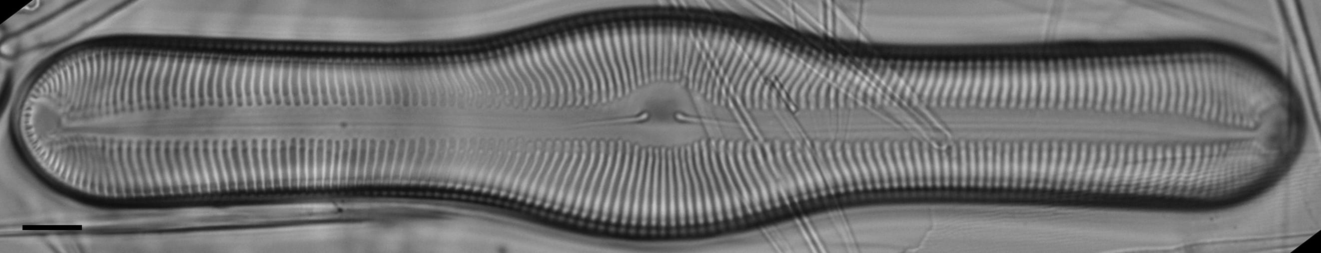 Pinnularia pulchella ANSP BOY426 2