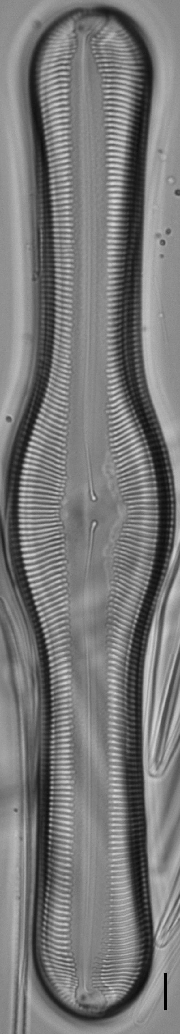 Pinnularia pulchella ANSP BOY426 3