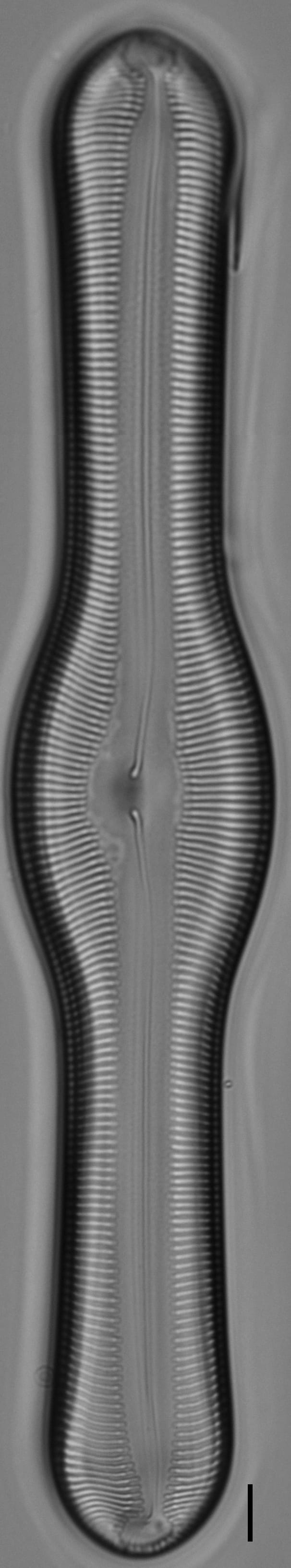 Pinnularia pulchella ANSP BOY426 5