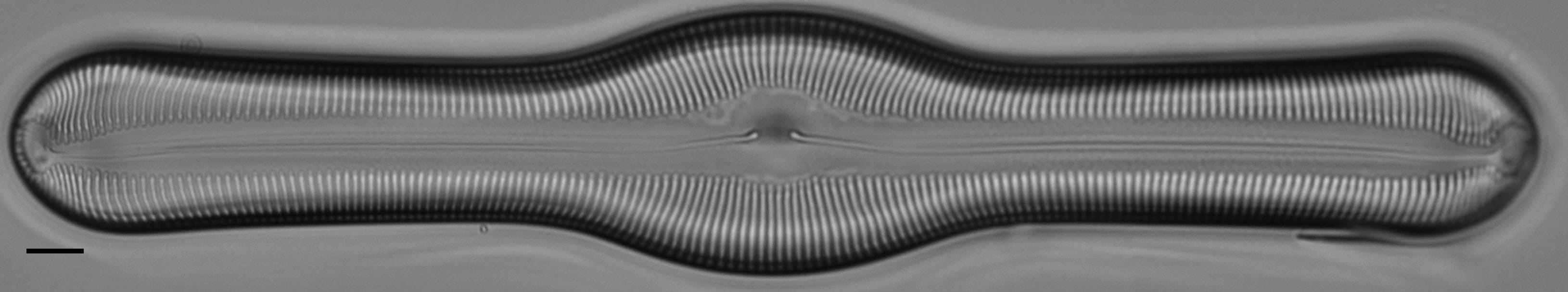 Pinnularia pulchella ANSP BOY426 5