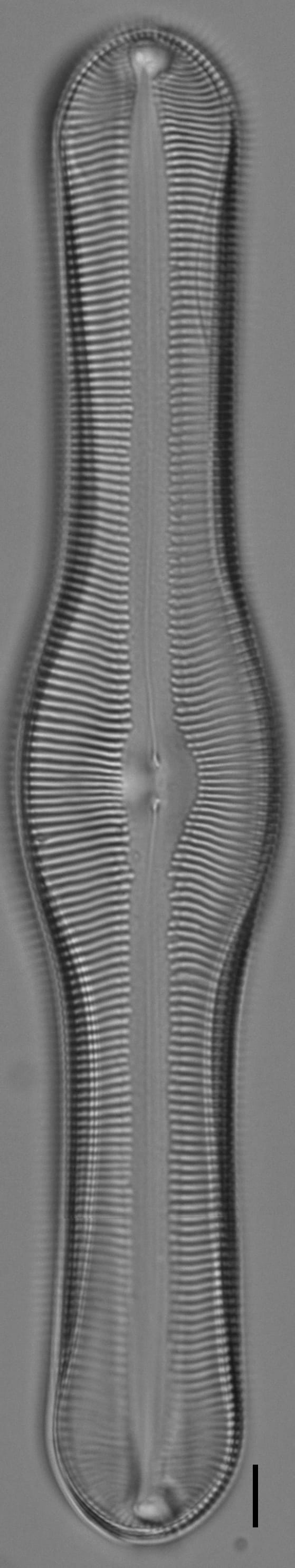 Pinnularia pulchella ANSP BOY426 6