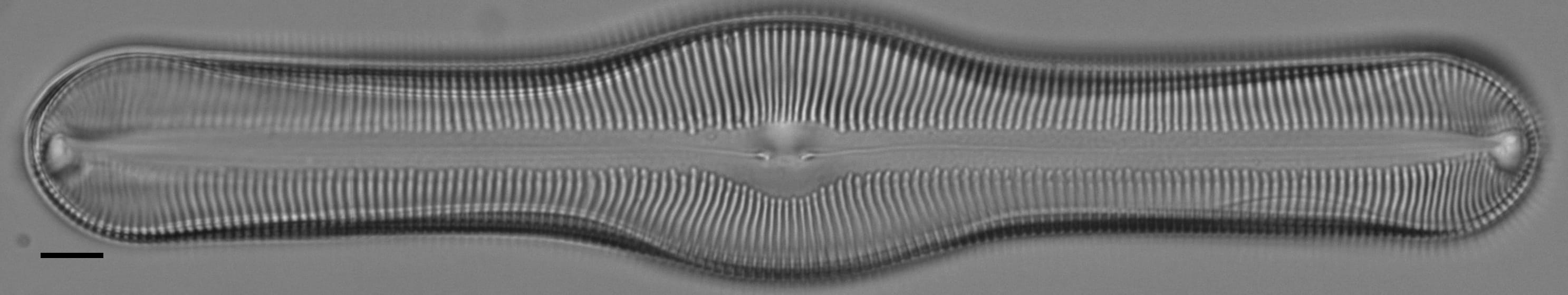 Pinnularia pulchella ANSP BOY426 6