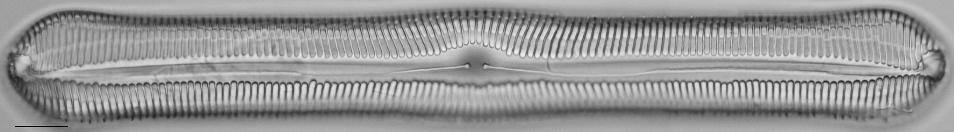 Pinnularia rexlowei LM1