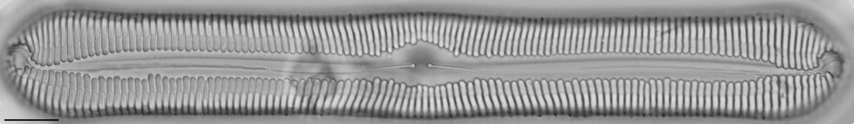 Pinnularia rexlowei LM2