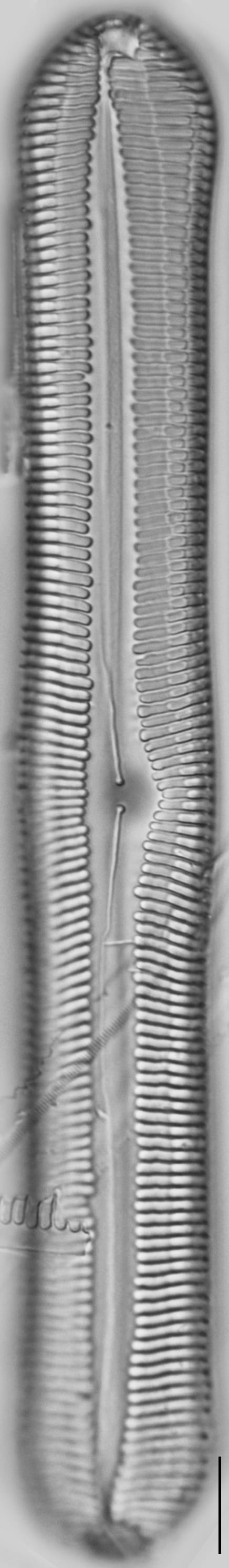 Pinnularia rexlowei LM3