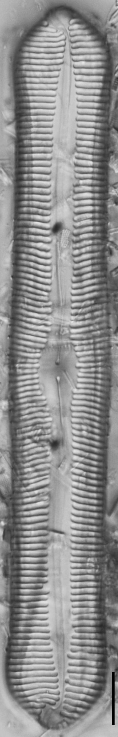 Pinnularia rexlowei LM6