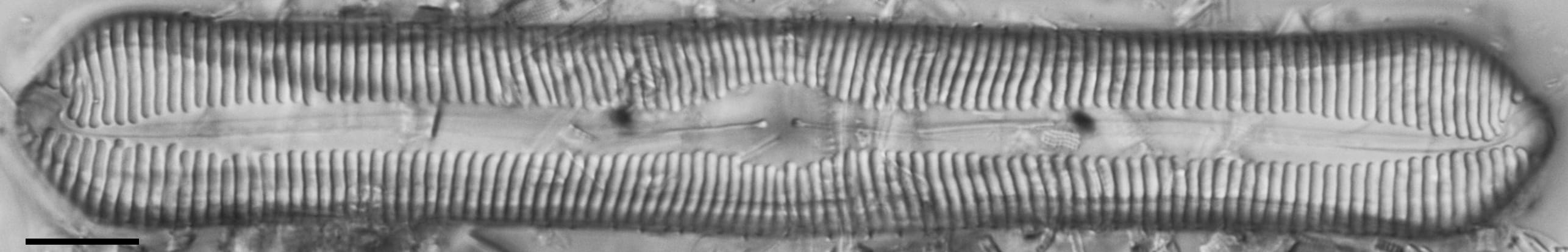 Pinnularia rexlowei LM6