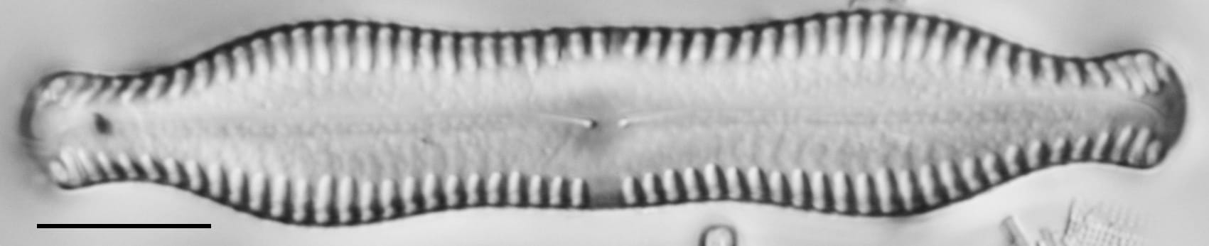 Pinnularia scotica LM7