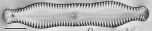 Pinnularia scotica LM7