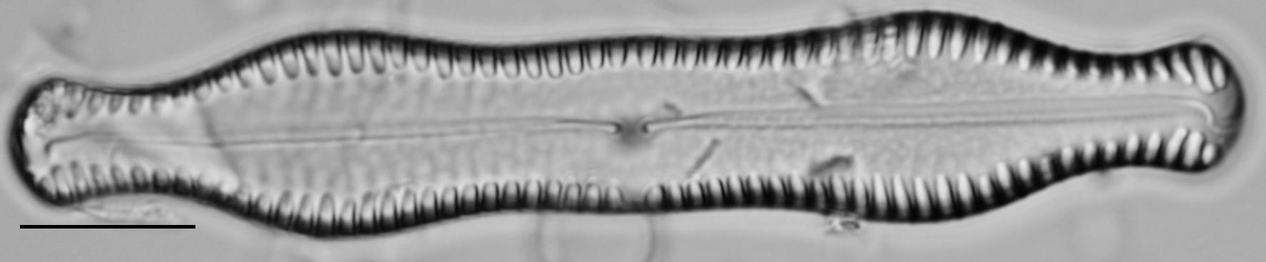 Pinnularia scotica LM3