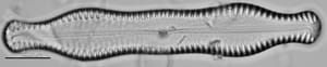 Pinnularia scotica LM3