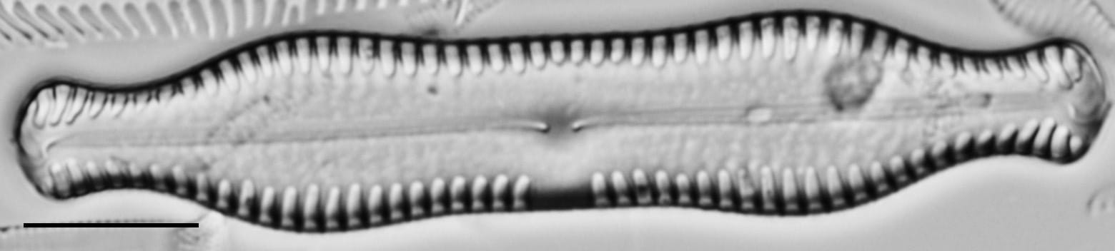 Pinnularia scotica LM1