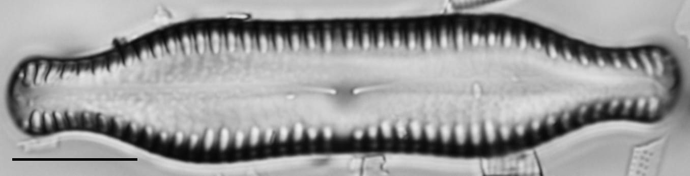 Pinnularia scotica LM4
