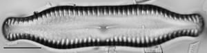 Pinnularia scotica LM4