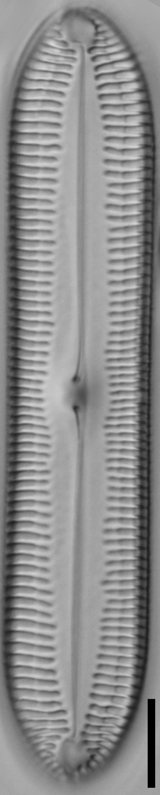 Pinnularia socialis LM1