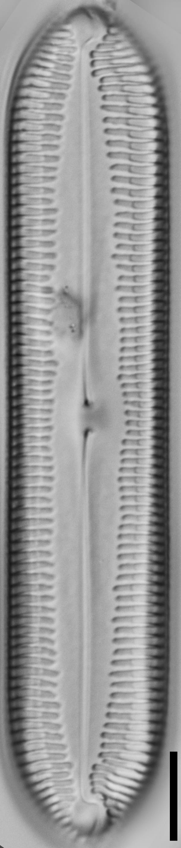 Pinnularia socialis LM2