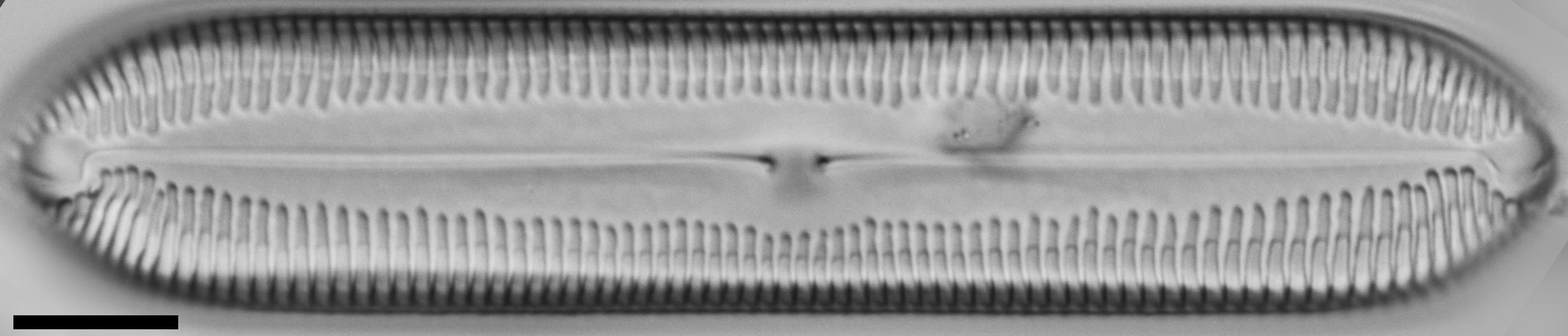 Pinnularia socialis LM2