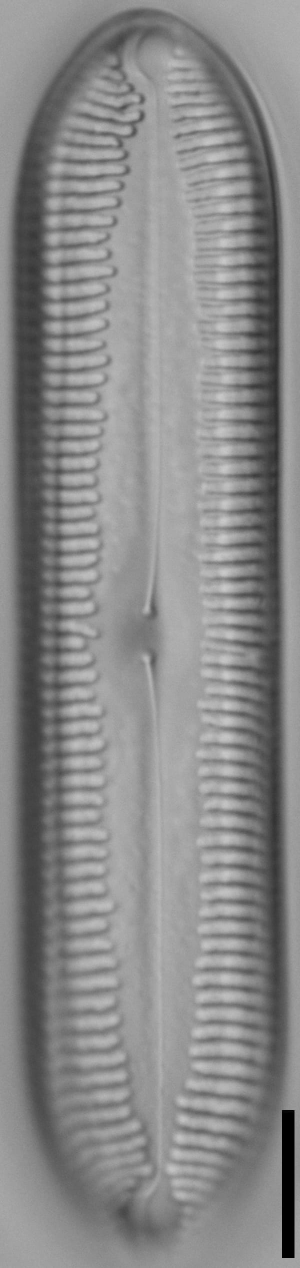 Pinnularia socialis LM3