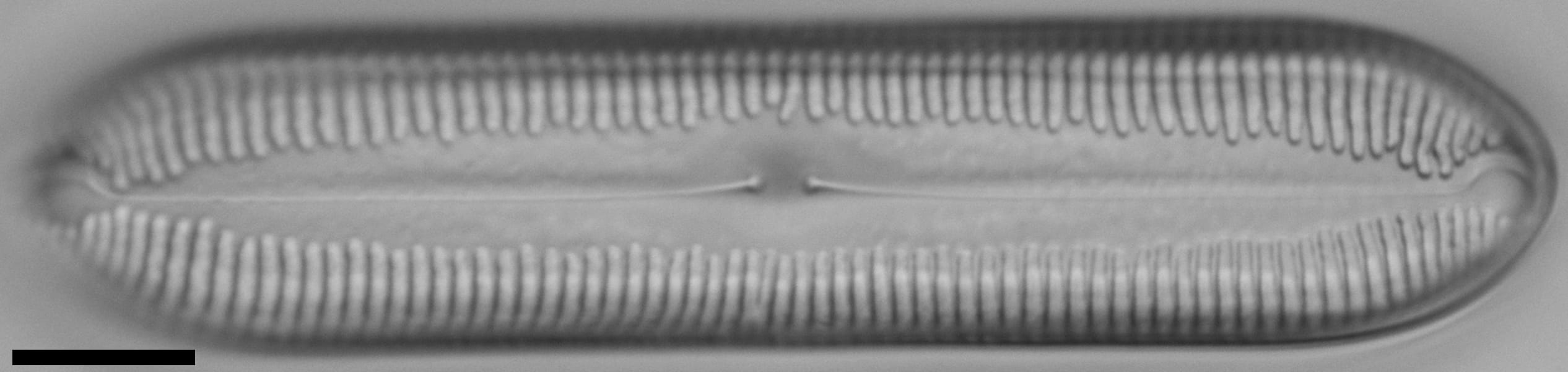 Pinnularia socialis LM3