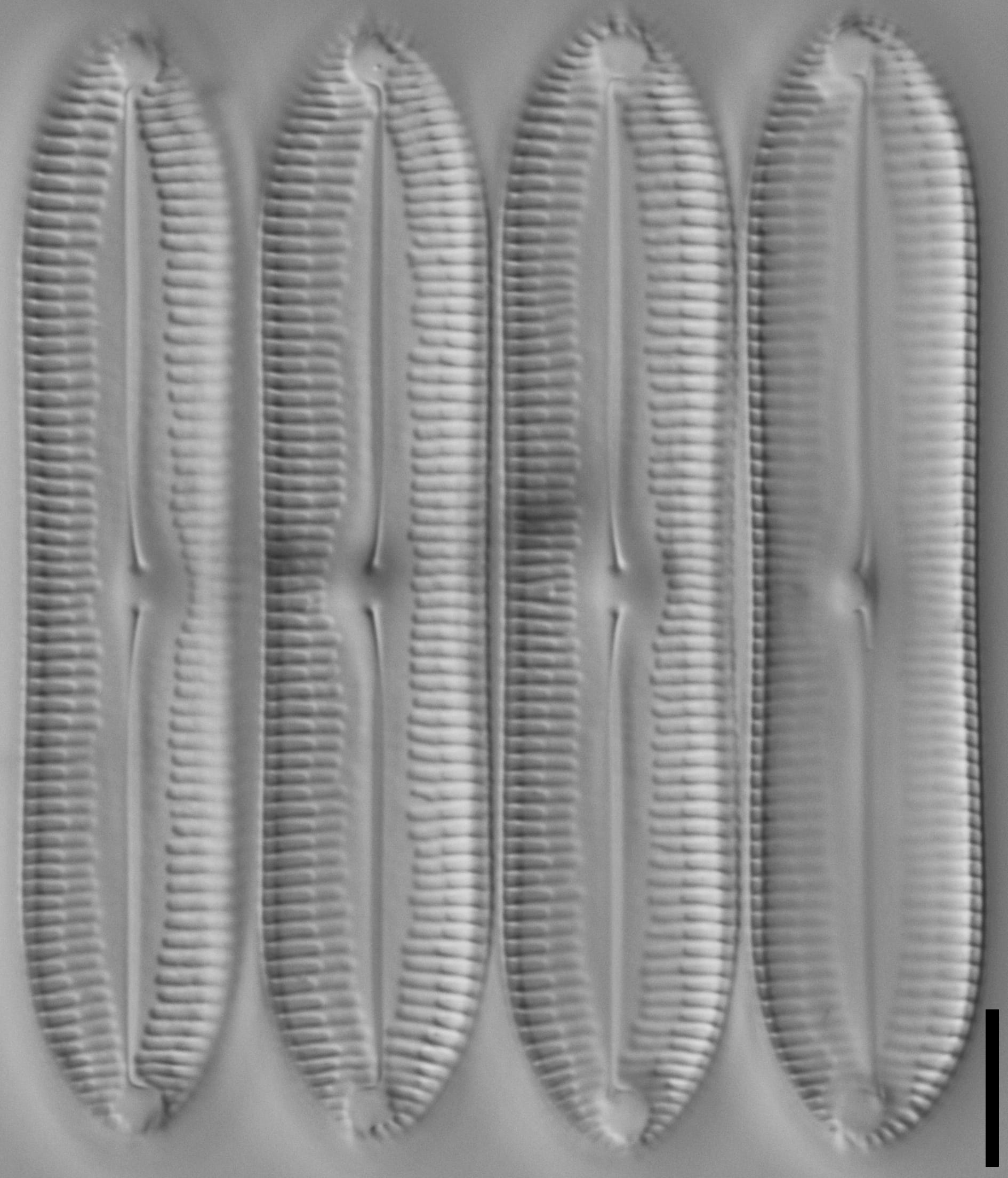 Pinnularia socialis LM4