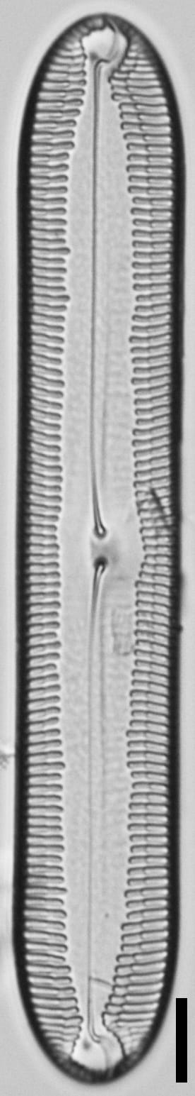 Pinnularia socialis LM5