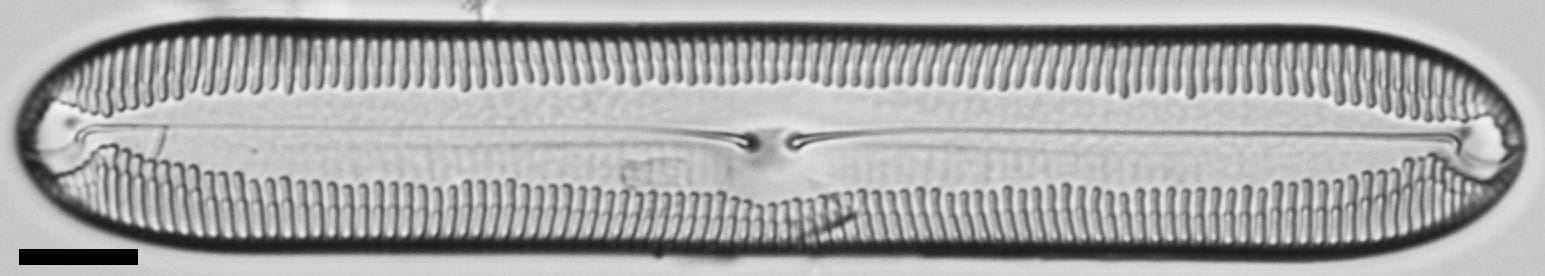 Pinnularia socialis LM5