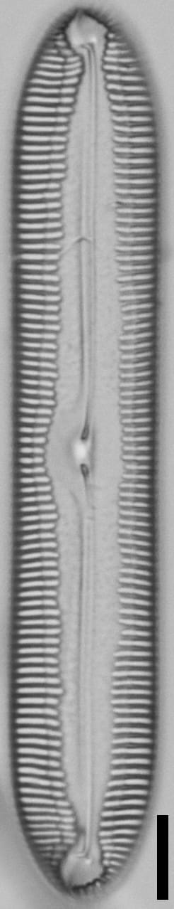 Pinnularia socialis LM7