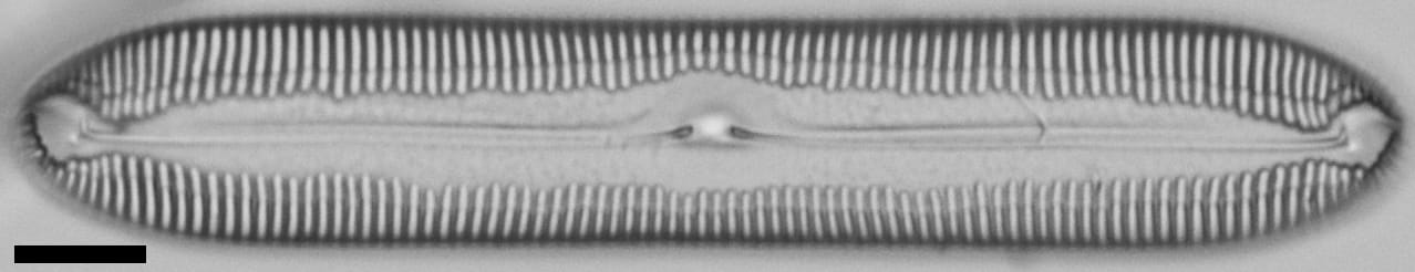 Pinnularia socialis LM7