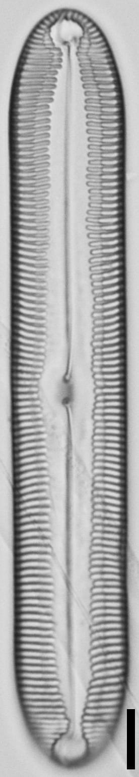 Pinnularia socialis LM6