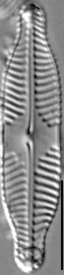Pinnularia subanglica ANSP GC57554 01