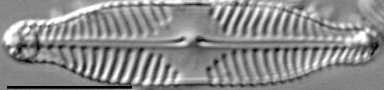 Pinnularia subanglica ANSP GC57554 01