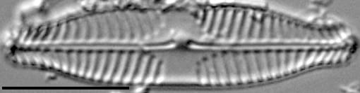 Pinnularia subanglica ANSP GC57554 02