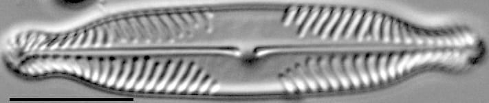 Pinnularia subanglica ANSP GC57554 05