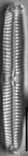 Pinnularia subcapitata var subrostrata LM3