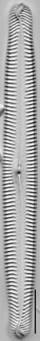 Pinnularia feremorosa LM3