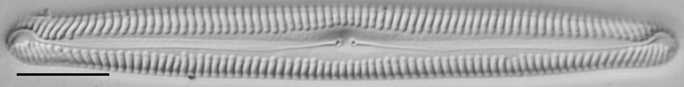 Pinnularia feremorosa LM4