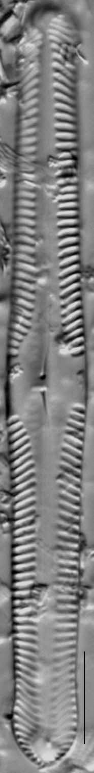 Pinnularia subgibba var undulata LM6