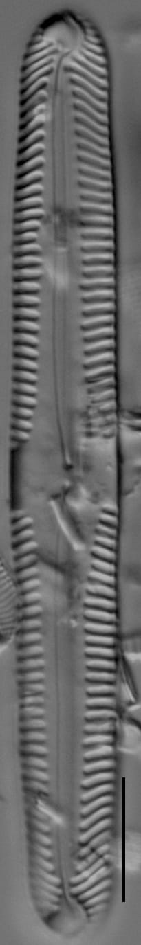 Pinnularia subgibba var undulata LM4