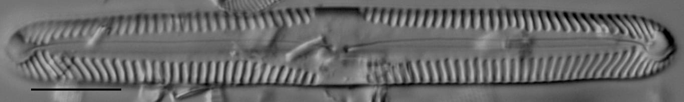 Pinnularia subgibba var undulata LM4