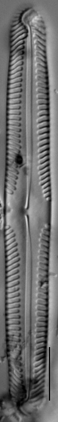 Pinnularia subgibba var undulata LM3