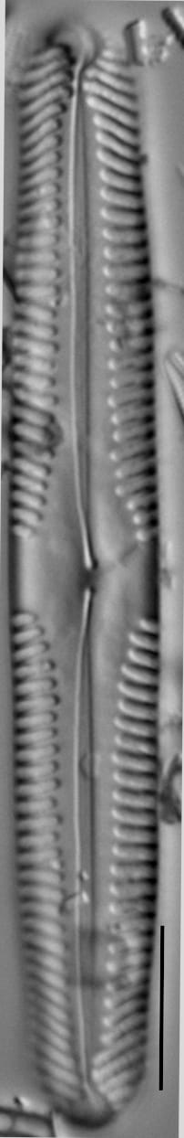 Pinnularia subgibba var undulata LM1