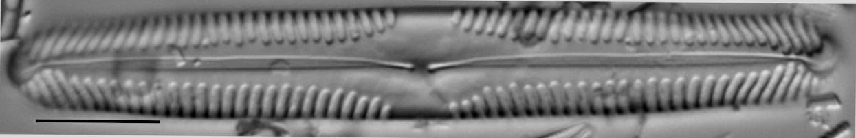 Pinnularia subgibba var undulata LM1