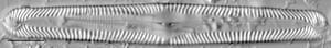 Pinnularia subgibba LM1