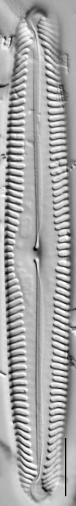 Pinnularia subgibba LM5