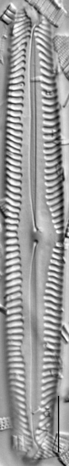 Pinnularia subgibba LM6