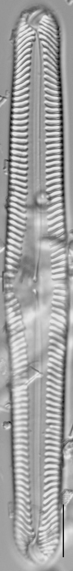 Pinnularia subgibba LM4