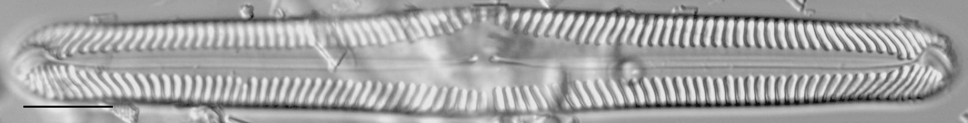 Pinnularia subgibba LM4