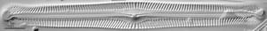 Pinnularia subgibba LM7