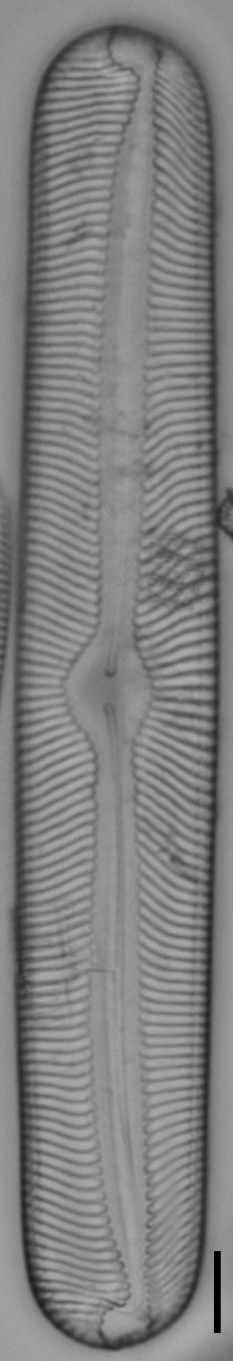 Pinnularia torta LM6